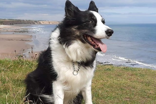 Toby takes in the sea air at Seaham Beach.