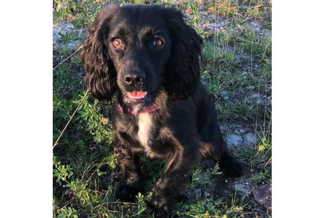 Drugs, cash and weapons search dog PD Willow took advantage of being so tiny by climbing into a car left by a driver in Rotherham and rooting around to find around 30 wraps of heroin hidden inside.