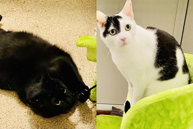 Tolly and Tibbs love to be stroked and have human company, as well as playing with their toys. They need to be rehomed together.