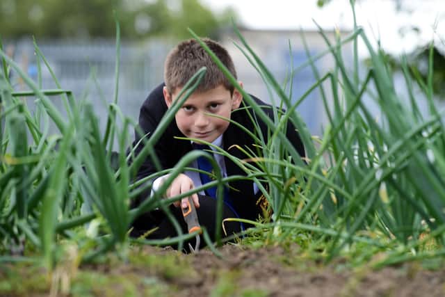 Sandhill View Academy pupil Mitchell Peggis tends to the onions in the school's eco garden. 

Picture by FRANK REID