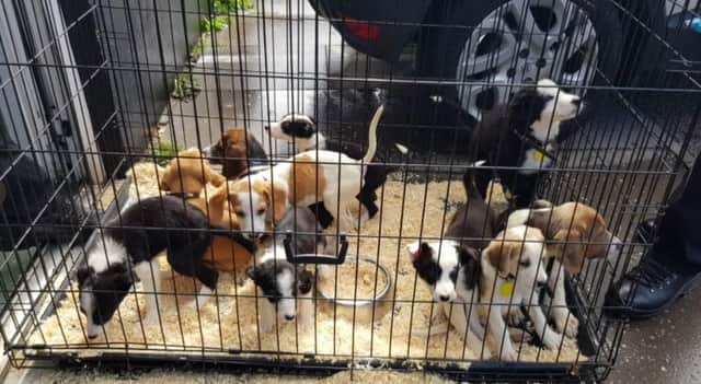 The puppies recovered from the back of a van on the M6