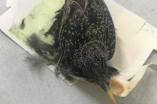 The RSPCA were called out to a Sunderland home after a starling had become stuck to a glue trap.