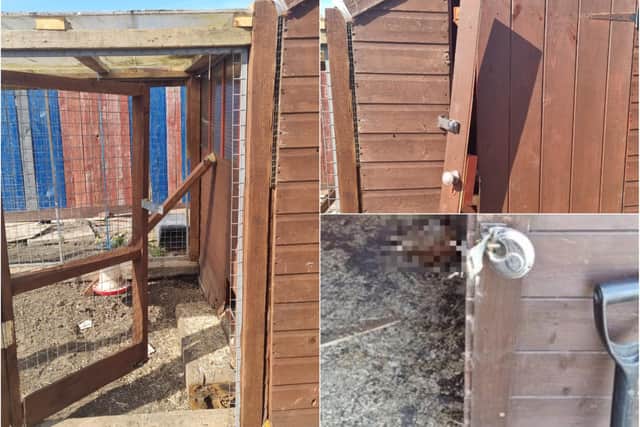 Police are investigating after vandals break into an allotment site in Marley Potts and kill seven chickens.
