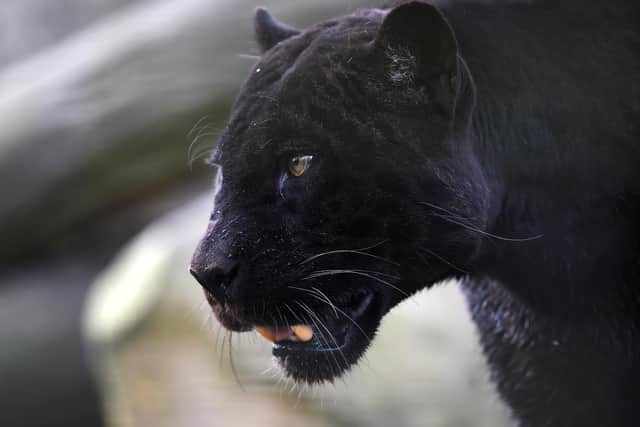 A black panther.(Photo by GUILLAUME SOUVANT / AFP) (Photo by GUILLAUME SOUVANT/AFP via Getty Images)