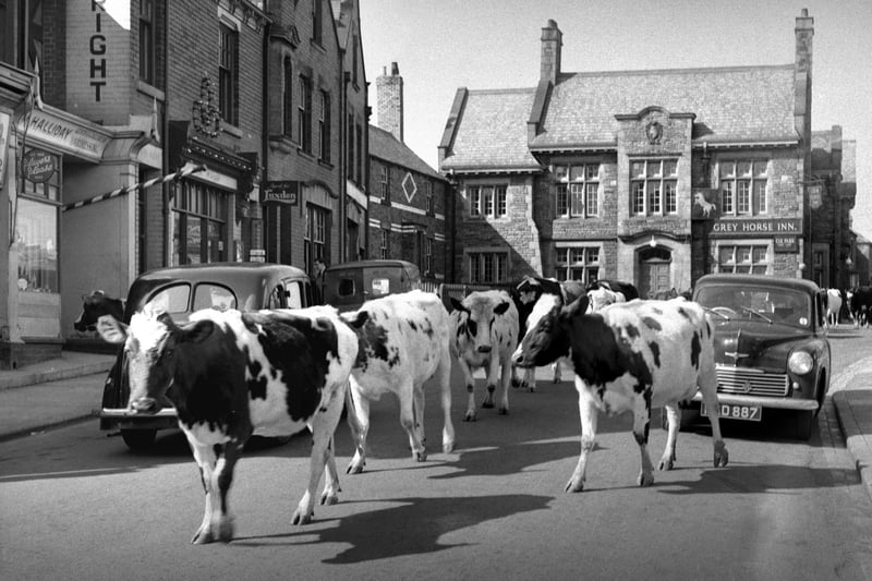 A herd of cows belonging to farmer Arthur Shields, of Whitburn, take a stroll in 1953. It was an everyday happening in the village.
