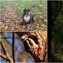 The Backhouse Park photography competition
