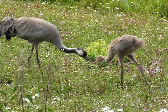 The common crane chick being fed by parent