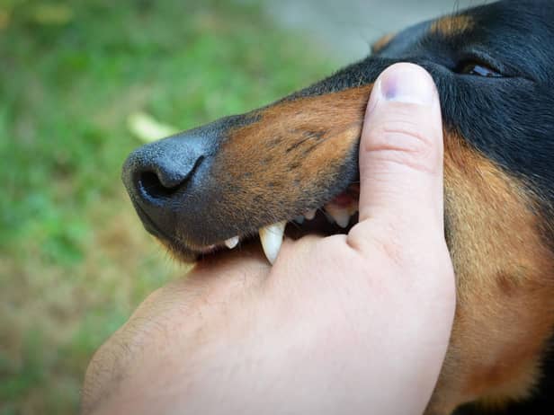 Some dog breeds are more likely to give somebody a nip - or worse - than others.