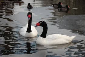 Washington Wetland Centre will remain closed until the New Year after an outbreak of bird flu
