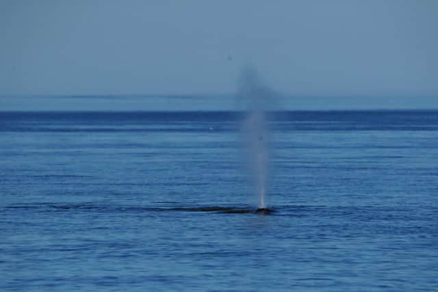 Spray from a humpback whale blowhole. Picture: Andrew Douglas, Serenity Boats.