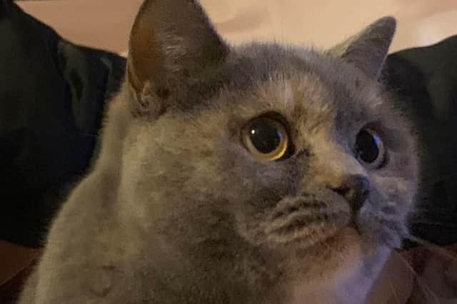 Lou Lou had been missing from the Pallion area since Tuesday, December 7 and was found near Millfield Metro station on Thursday, March 10.