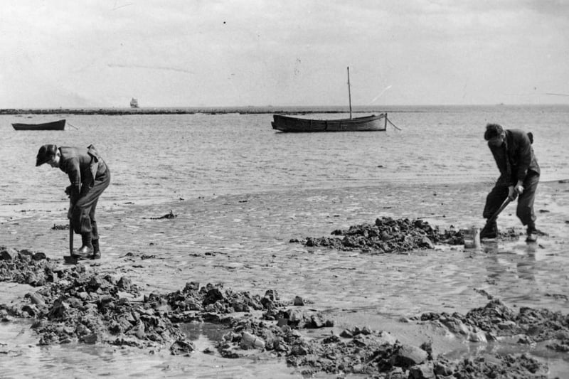 Digging for fishing bait at Whitburn in May 1953.