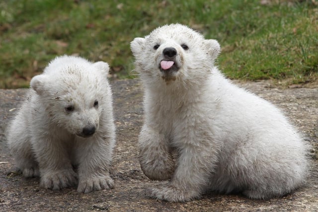 The Yorkshire Wildlife Park is home to the only polar bears in the UK.