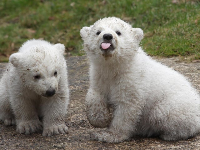 The Yorkshire Wildlife Park is home to the only polar bears in the UK.