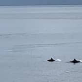 A pod of dolphins have been spotted off Roker Pier.

Photograph: Josh Bewick