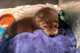 Young otter, Eve was rescued on Christmas Eve.