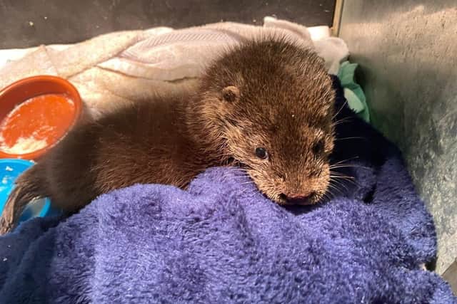 Young otter, Eve was rescued on Christmas Eve.