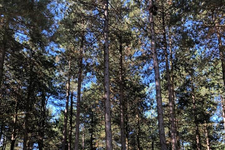 Sophie Kitching suggested Bawtry Forest.