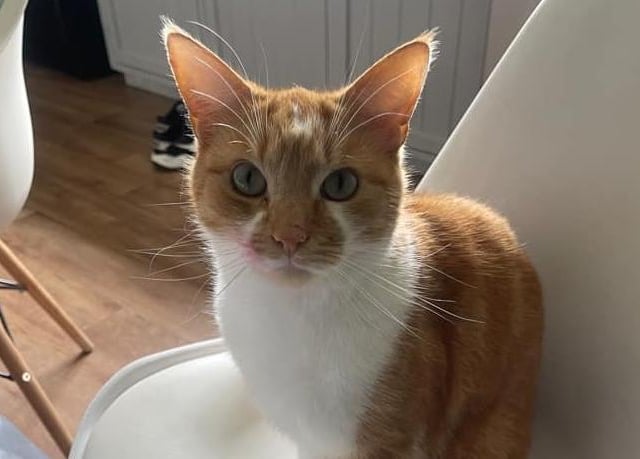 Tinks takes a seat at the kitchen table, ready for dinner.