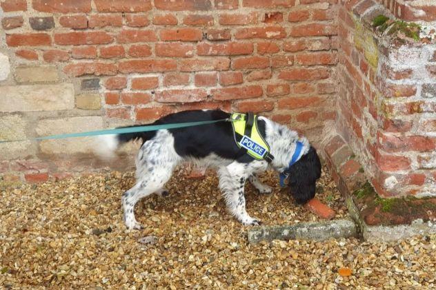 Charlie here was a springer spaniel who was handed into Dogs Trust Leeds as an unwanted puppy. The spaniel caught the eye of the Bedfordshire, Cambridgeshire and Hertfordshire Police Dog Unit, who saw that he had potential to become a Drugs, Cash and Weapons dog.