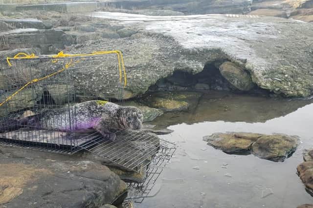 The seal was spotted at Seaburn beach / Credit: BDMLR
