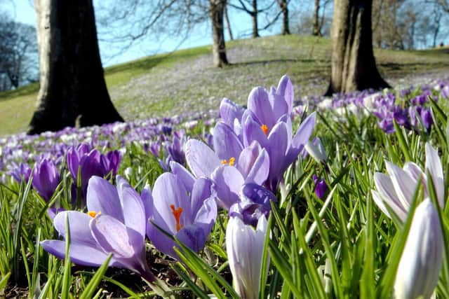 A beautiful view of the crocuses in Backhouse Park - a favourite for many Wearside Echoes followers!