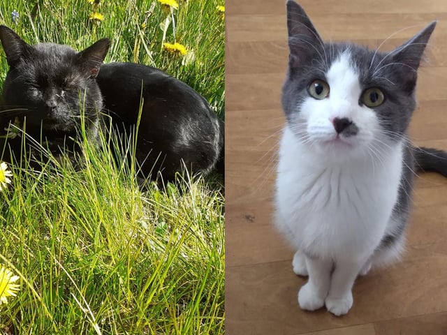 Nox and Narla have recently welcomed some new arrivals ... see the next picture for their adorable kittens!
