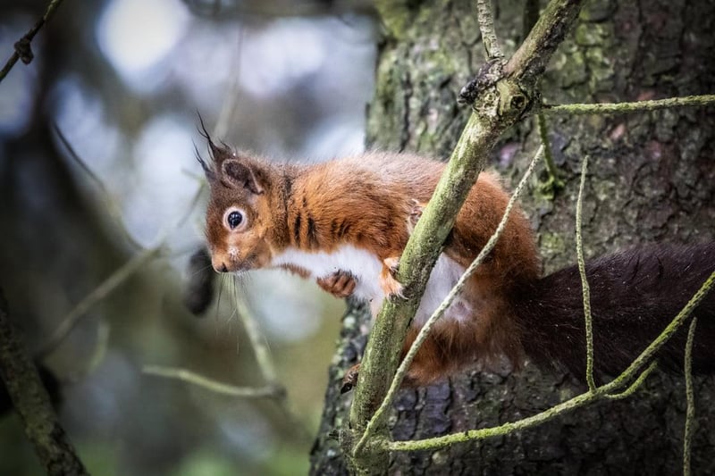 A red squirrel perches in a tree
