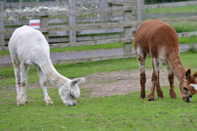 Alpacas at Down at the Farm, near Houghton, which reopens from June 22.