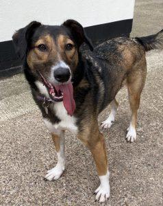 Three year old Bambi is Staffie-like in her behaviour; if you are interested in giving her a new home, please speak to the kennel manager or behaviourist.