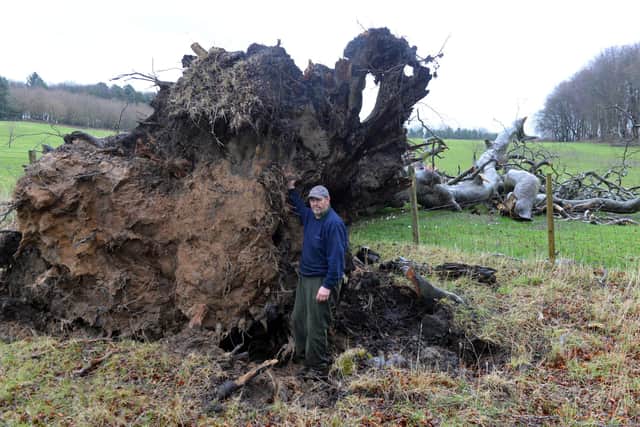 Estate Ranger Ian Nairn beside the roots of one of the massive trees brought down by the winds