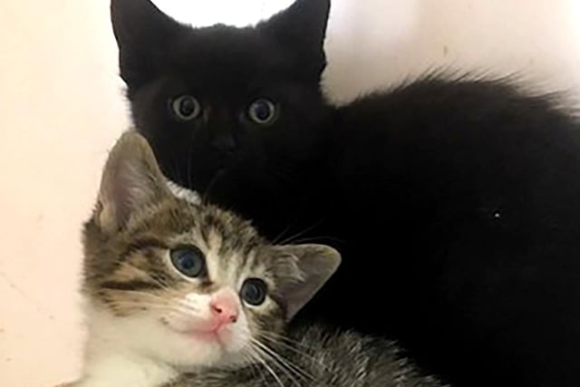Midnight and Molly are three-month-old sisters. They were born outside and missed the socialisation window, so need a quiet, relaxed and patient home with loving people who can continue their socialisation.