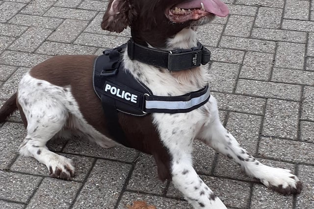 PD Ty is pictured during a detection dogs training day, during which the dogs are tested on their ability to track down drugs, cash and guns.