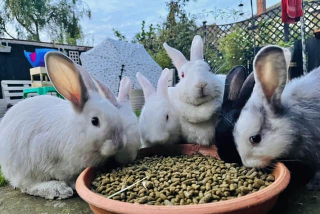 Rabbits cared for at Pawz for Thought