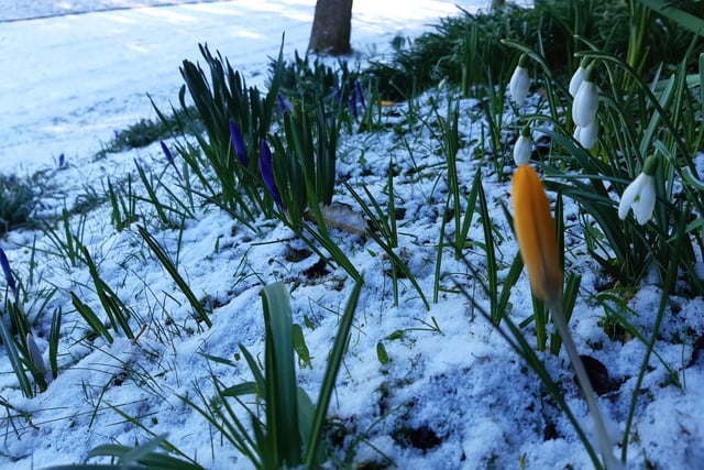 Crocuses emerge from the snow