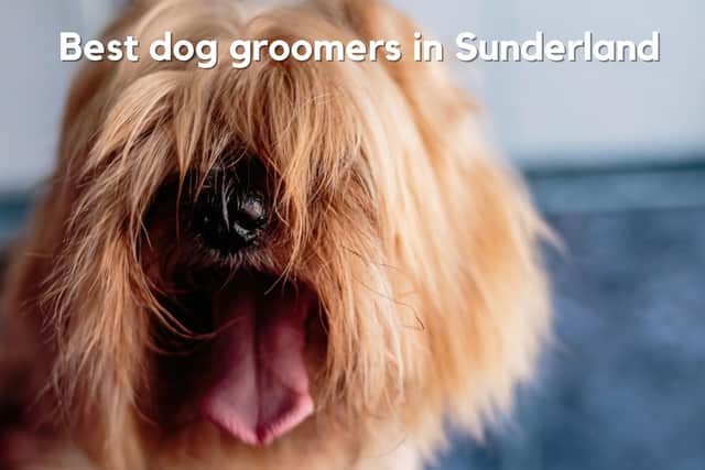 Sunderland Echo readers have been nominating their favourite dog groomers on Wearside.