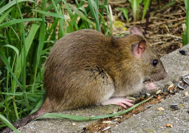 There have been a number of reports in recent months of reported parks and streets in Sunderland being overrun with rats.