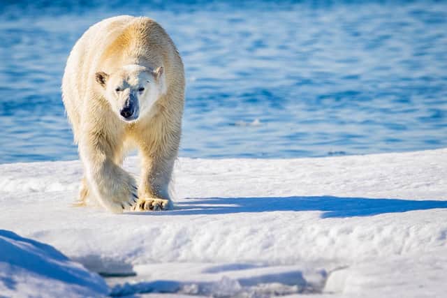 Michael's stunning shot of a polar bear in the Arctic