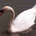 A total of seven swans were affected in the outbreak last December.