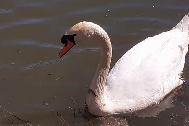 A total of seven swans were affected in the outbreak last December.
