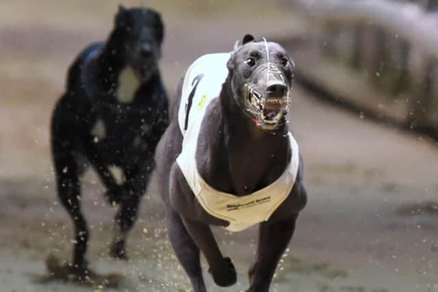 The new scheme has benefited greyhounds across the North East