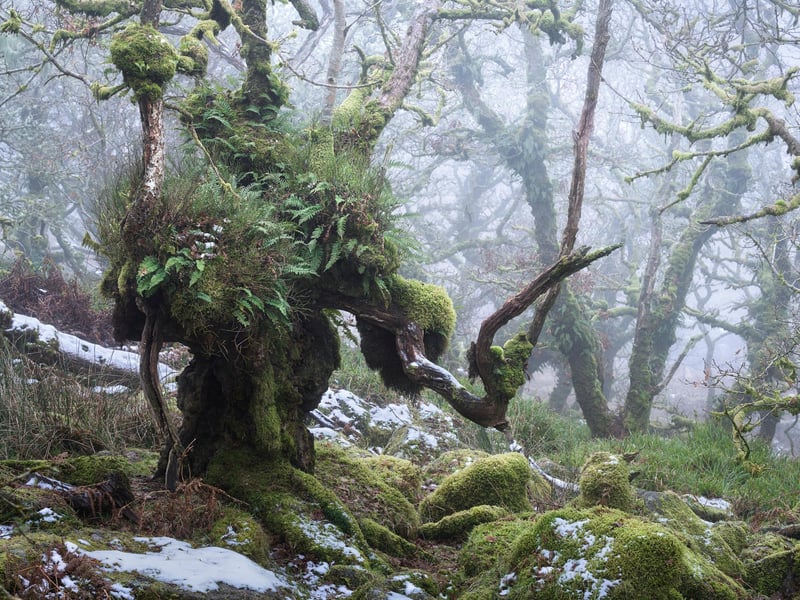 Neil Burnell, 45, has spent years shooting settings in a unique way and admits he was inspired by Star Wars - particularly Yoda's refuge on Dagobah. A full-time photographer from Brixham, Devon, Neil's images fall into six themes - named Visions, Chrome, Unknown, Delicate, Deep Blue, and Mystical.