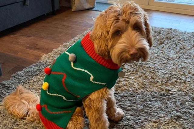 Rufus may not be too sure about his Christmas jumper, but we think it's his colour.