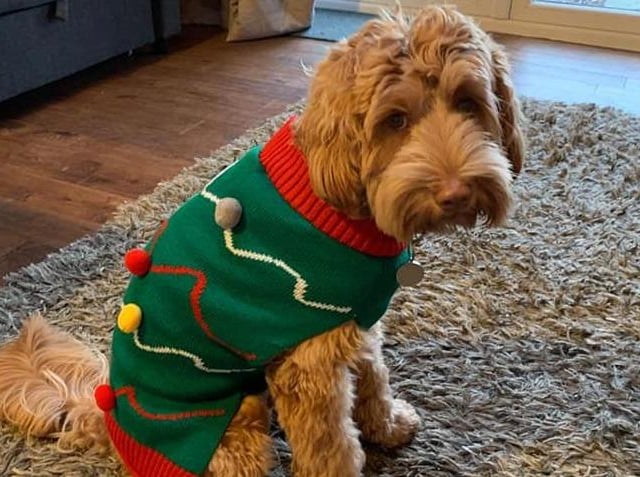Rufus may not be too sure about his Christmas jumper, but we think it's his colour.