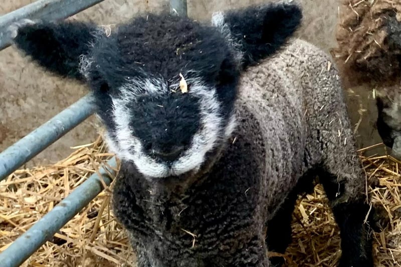 Abie, a rare-breed Ryeland lamb born in March 2021.