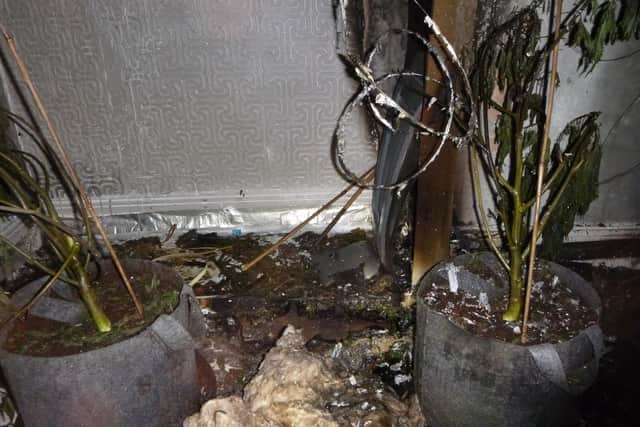 Emergency services discovered that the property had been operating as a cannabis farm.