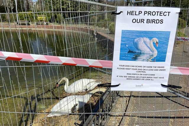 A fundraiser has been launched to provide nesting swans in Roker Park with a safety raft.