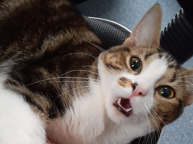 Binx shows off their teeth - looks like it could be snack time.