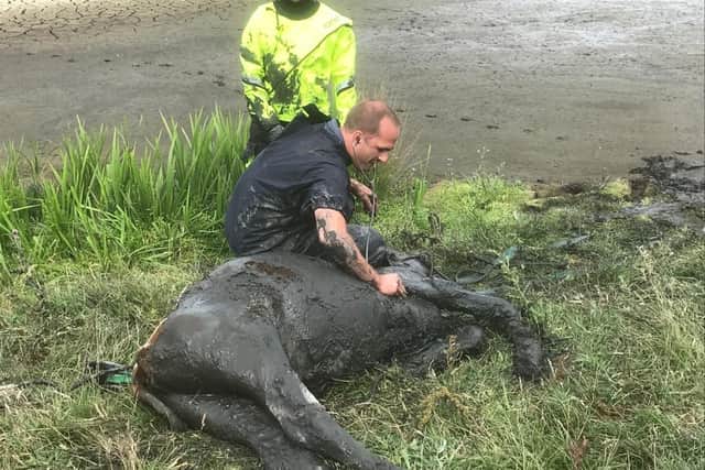 Dramatic pictures show how firefighters rescue calf stuck up to its ...