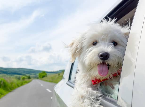 A cheerful puppy representing how easy it is to work with Northumbria Cars.